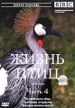 BBC: Жизнь птиц Часть 4 Серия: Живая природа инфо 7159f.