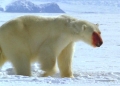 BBC: Голубая планета Открытый океан Замерзшие моря Часть 2 Формат: DVD (PAL) (Keep case) Дистрибьютор: СОЮЗ Видео Региональный код: 5 Субтитры: Русский Звуковые дорожки: Русский Синхронный перевод Dolby инфо 7575f.