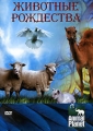 Animal Planet Животные Рождества Серия: Animal Planet инфо 7723f.